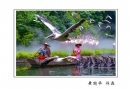 长隆飞鸟乐园创作团摄影作品欣赏(19)_在线影展的作品